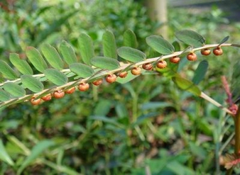Phyllanthus extract, Phyllanthus niruri standardized extract, Phyllanthus herb extract, Phyllanthus Urinaria Extract