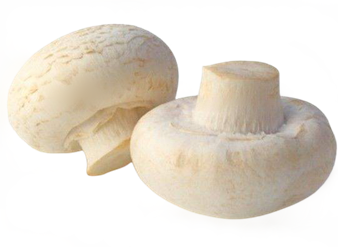 Vitamin D2 mushroom powder, Mushroom VD2, Ergocalciferol, Mushroom Vitamin D2, Agaricus bisporus Powder