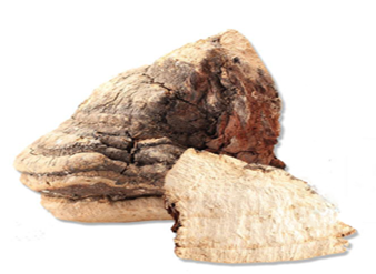 Fomes officinalis Extract, Fomitopsis officinalis Extract