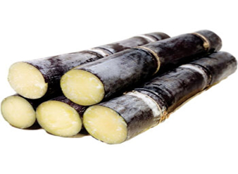 Sugarcane Extract, Sugarcane polyphenols, Saccharum officinarum Extract
