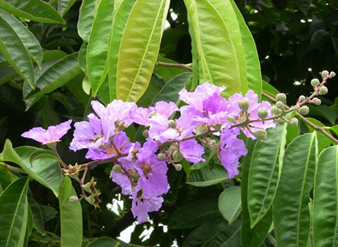 Banaba Leaf Extract, Lagerstroemia speciosa Extract, Banaba total triterpenes