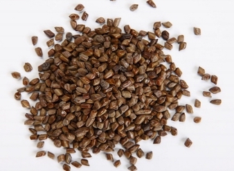 Cassia Seed Extract, Cassia Obtusifolia Extract