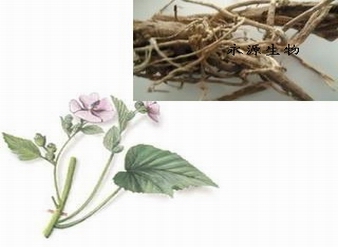 Althaea root extract, Althaea Officinalis Root Extract, Marshmallow Root P.E.