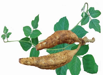 Kudzu Root extract, Pueraria extract, Puerarin