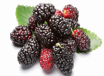 Mulberry Extract, Mulberry juice powder, Mulberries extract