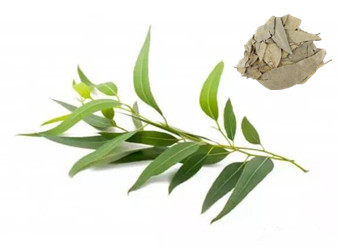 Eucalyptus Extract, Eucalyptus Leaf Extract