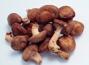 Shiitake Mushroom Extract,Lentinan, Lentinus edodes Extract