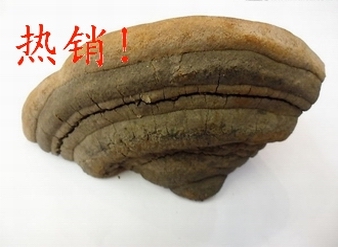 Phellinus Extract, Meshima mushroom Extract