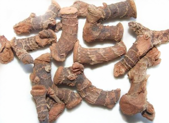 Galangal Extract, Lesser galangal Extract