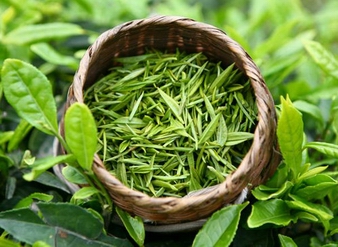 Green tea extract, Water soluble natural green tea Extract