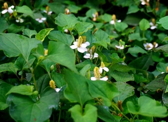 Houttuynia cordata Extract, Plukaow Extract Powder (Houttuynia cordata) , Fish mint Extract, Fishwort Extract, Herba Houttuyniae Extract