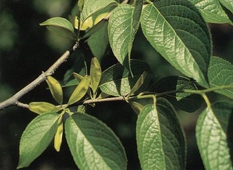 Chlorogenic acid, Eucommia Leaf Extract, Eucommia Ulmoides P