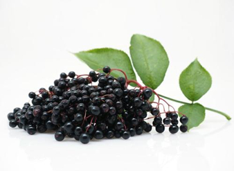 Black Elderberry Extract, European elderberry Extract, Black elder Extract