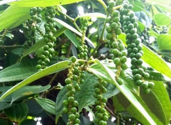 Kava Extract (Kavalactones)