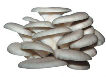 Oyster mushroom Extract, Oster fungus Extract, Pleurotus ost