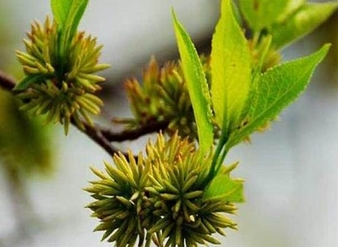 Male flower of Eucommia ulmoides Extract